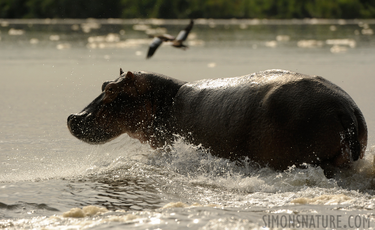 Hippopotamus amphibius amphibius [400 mm, 1/3200 Sek. bei f / 7.1, ISO 800]